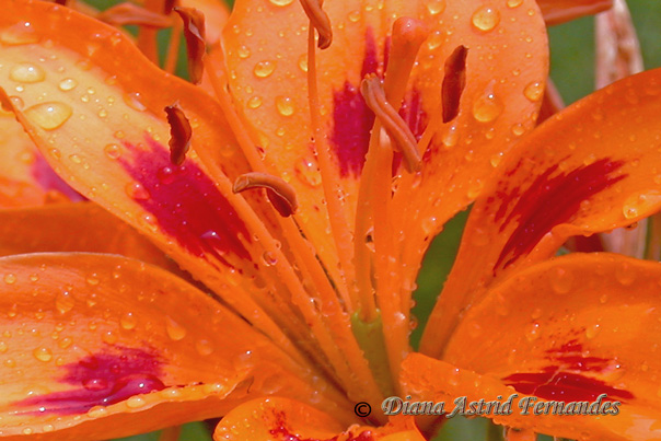 Orange-Lily-close-up